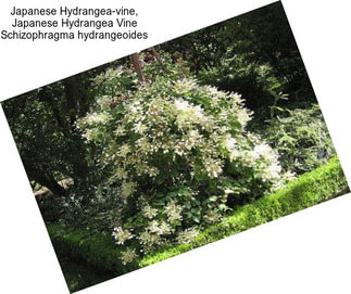 Japanese Hydrangea-vine, Japanese Hydrangea Vine Schizophragma hydrangeoides
