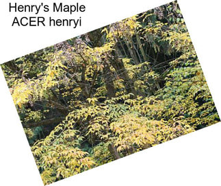 Henry\'s Maple ACER henryi