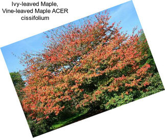 Ivy-leaved Maple, Vine-leaved Maple ACER cissifolium