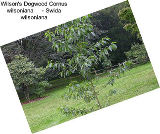 Wilson\'s Dogwood Cornus wilsoniana     - Swida wilsoniana