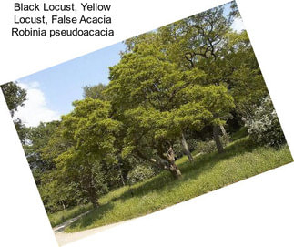 Black Locust, Yellow Locust, False Acacia Robinia pseudoacacia