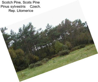 Scotch Pine, Scots Pine Pinus sylvestris    Czech. Rep. Litomerice