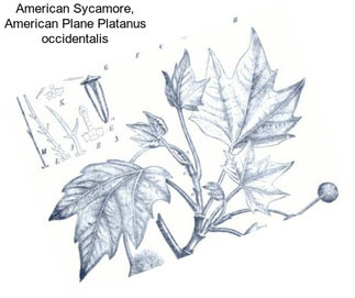American Sycamore, American Plane Platanus occidentalis