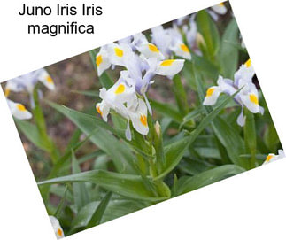Juno Iris Iris magnifica