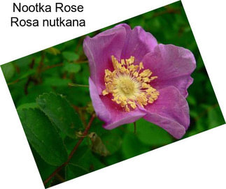 Nootka Rose Rosa nutkana