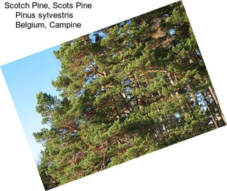 Scotch Pine, Scots Pine Pinus sylvestris    Belgium, Campine