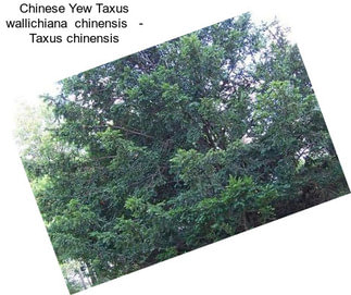 Chinese Yew Taxus wallichiana  chinensis   - Taxus chinensis