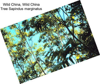 Wild China, Wild China Tree Sapindus marginatus