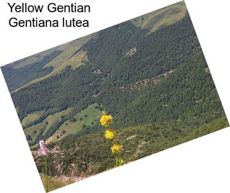 Yellow Gentian Gentiana lutea