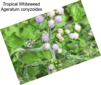 Tropical Whiteweed Ageratum conyzoides