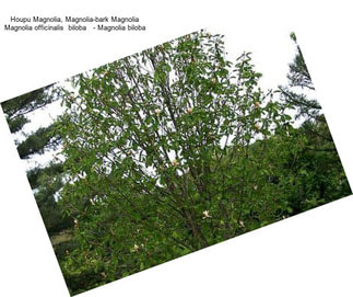 Houpu Magnolia, Magnolia-bark Magnolia Magnolia officinalis  biloba   - Magnolia biloba