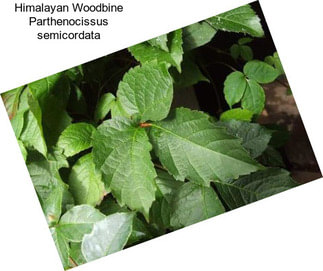 Himalayan Woodbine Parthenocissus semicordata