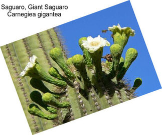 Saguaro, Giant Saguaro Carnegiea gigantea