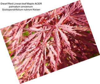 Dwarf Red Linear-leaf Maple ACER palmatum amoenum  Scolopendrifolium rubrum Keiser