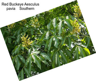 Red Buckeye Aesculus pavia    Southern