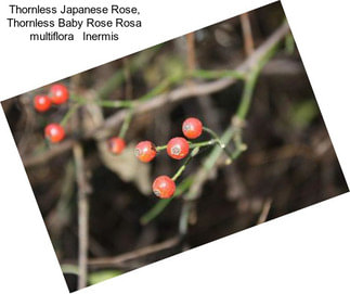 Thornless Japanese Rose, Thornless Baby Rose Rosa multiflora   Inermis