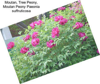 Moutan, Tree Peony, Moutan Peony Paeonia suffruticosa