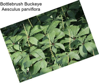 Bottlebrush Buckeye Aesculus parviflora