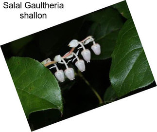 Salal Gaultheria shallon