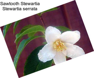 Sawtooth Stewartia Stewartia serrata
