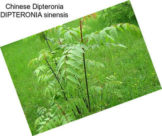 Chinese Dipteronia DIPTERONIA sinensis