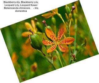 Blackberry-lily, Blackberry Lily, Leopard Lily, Leopard flower Belamcanda chinensis     - Iris domestica