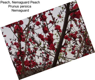 Peach, Nemaguard Peach Prunus persica  Nemaguard