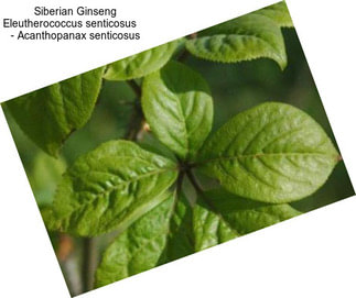 Siberian Ginseng Eleutherococcus senticosus     - Acanthopanax senticosus