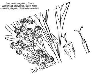 Dustymiller Sagewort, Beach Wormwood, Oldwoman, Dusty Miller, Artemisia, Sagewort Artemisia stelleriana