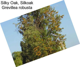 Silky Oak, Silkoak Grevillea robusta