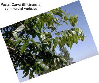 Pecan Carya illinoinensis  commercial varieties