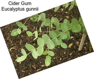 Cider Gum Eucalyptus gunnii