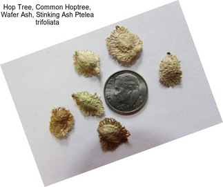 Hop Tree, Common Hoptree, Wafer Ash, Stinking Ash Ptelea trifoliata