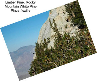 Limber Pine, Rocky Mountain White Pine Pinus flexilis
