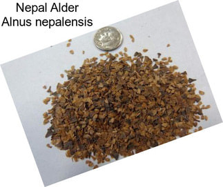 Nepal Alder Alnus nepalensis