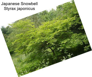Japanese Snowbell Styrax japonicus