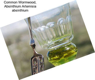 Common Wormwood, Absinthium Artemisia absinthium