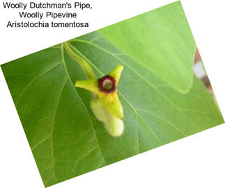 Woolly Dutchman\'s Pipe, Woolly Pipevine Aristolochia tomentosa