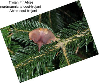 Trojan Fir Abies nordmanniana equi-trojani    - Abies equi-trojani