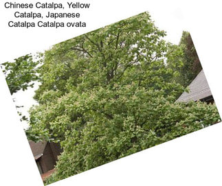 Chinese Catalpa, Yellow Catalpa, Japanese Catalpa Catalpa ovata