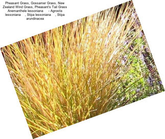 Pheasant Grass, Gossamer Grass, New Zealand Wind Grass, Pheasant\'s Tail Grass Anemanthele lessoniana     - Agrostis lessoniana    , Stipa lessoniana    , Stipa arundinacea