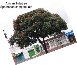 African Tuliptree Spathodea campanulata