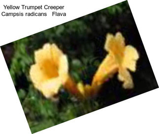 Yellow Trumpet Creeper Campsis radicans   Flava