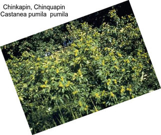 Chinkapin, Chinquapin Castanea pumila  pumila