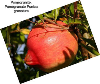 Pomegranite, Pomegranate Punica granatum