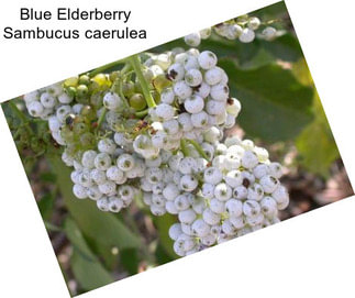 Blue Elderberry Sambucus caerulea