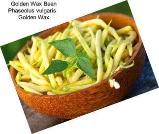 Golden Wax Bean Phaseolus vulgaris   Golden Wax