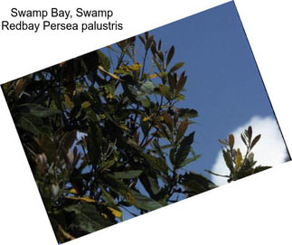 Swamp Bay, Swamp Redbay Persea palustris