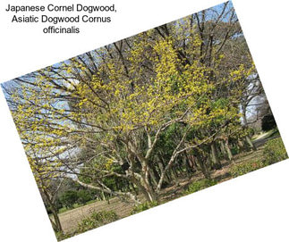 Japanese Cornel Dogwood, Asiatic Dogwood Cornus officinalis