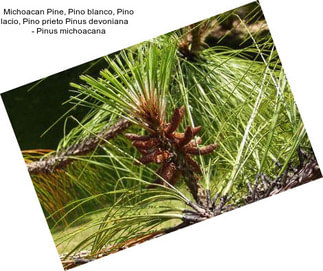 Michoacan Pine, Pino blanco, Pino lacio, Pino prieto Pinus devoniana     - Pinus michoacana